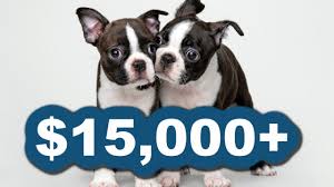 real cost of owning a boston terrier