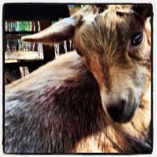 Farm Fresh Daily My Goats Have Lice Oh The Horror