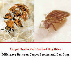 carpet beetle rash vs bed bug bites