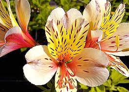 We did not find results for: Language Of Flowers Alstroemeria Flower Meaning Nature 2021