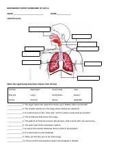 Workbook upper intermediate answer key. Respiratory System Worksheet 1 Docx Respiratory System Worksheet 1 Set A Name Score Label The Parts Write The Organ Being Described Choose From The Course Hero