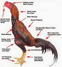 4 kelemahan ayam pukul syaraf. Cara Memilih Ayam Bangkok Petarung Bisa Dilihat Dari Bentuk Fisiknya Silahkan Baca Beberapa Cirinya Disini Info Pemesanan 081 Ayam Kandang Ayam Ayam Jantan