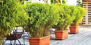 20 Tall Outdoor Potted Plants For Privacy