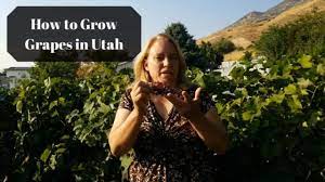 Which grape varieties are the ten most planted in the world? How To Grow Grapes In Utah Youtube
