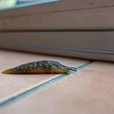 how to stop slugs coming in the house