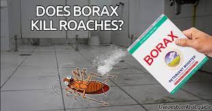 does borax kill carpet beetles bedbugs
