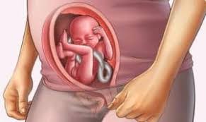 Berikut ini adalah fase bayi dalam kandungan mulai dari trimester 1 sampai dengan trimester 3 Bentuk Bayi Usia 5 Bulan Dalam Kandungan Info Terkait Gambar