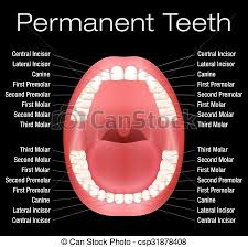 Adult Teeth Names