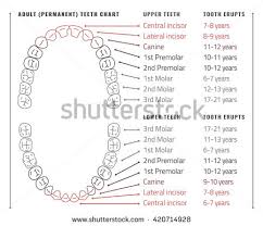 Credible Diagram Of Teeth Numbers Dental Chart Wisdom Tooth