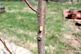 Maple trees growing outside of the ph range of 5.5 to 7.3 can suffer from lack of nutrients. How To Do A Scratch Test On Trees Plants Stark Bro S