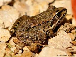 frog friendly habitat in france save