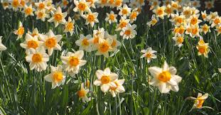 what do daffodils symbolize the