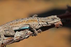 36 species of lizards in california id