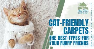cat friendly carpets soft safe haven