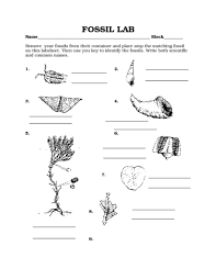 Download and print turtle diary's fossils worksheet. Fossil Lab Worksheet For 8th 10th Grade Lesson Planet
