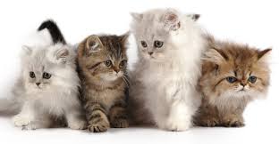 From a persian cat to the himalayan kitten, royal bengal cat to siamese kitten, we have a wide range of felines that would melt your heart and meow'n you to buy cats for sale. Persian Cat Names Over 200 Gorgeous Ideas
