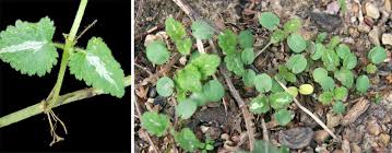 Spotted deadnettle, Lamium maculatum – Master Gardener Program