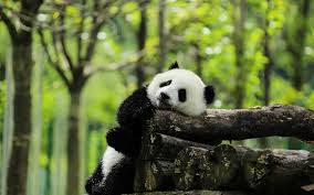 Giant Panda Habitat, Where do Giant Pandas Live in China, Panda Habitat  Protection