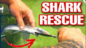 saving a baby shark from you