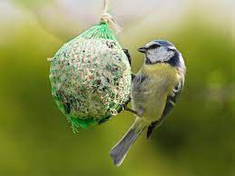 a guide on what to feed birds in winter
