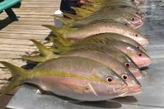 What is the best snapper fish to eat?