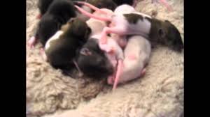 Baby Rats Development In Weeks