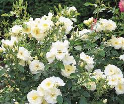rose flower carpet white rosfcawhi2 5