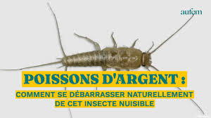 poissons d argent comment se