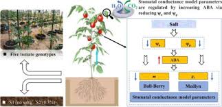 stomatal conductance parameters of