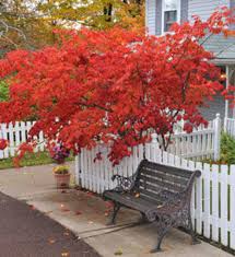 Japanese Red Maple Trees For At
