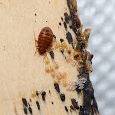 6 early signs of bed bugs top