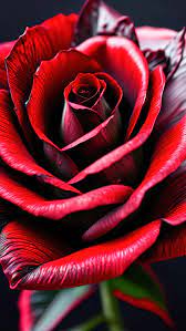 red rose love iphone wallpaper hd