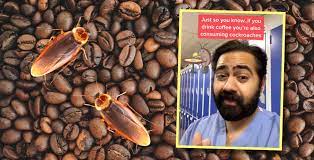 If that doesn't make you wince a little, i admire you. Coffee Cockroaches Does Ground Coffee Actually Have Cockroaches In It