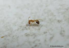 ant control using boric acid termite web