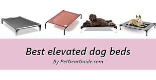 Top 10 Best Elevated Dog Beds For Indoor And Outdoor Use