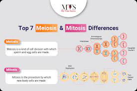 top 7 meiosiitosis differences