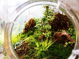 Pixie Cup Lichen And Moss Inhabitat