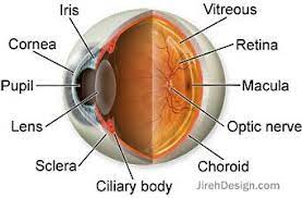 eye anatomy and physiology how the