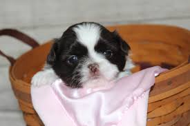 They can compete in agility, confirmation and obedience, often make wonderful therapy dogs, make the perfect companion or lap dog, very friendly and get along well with other dogs as well as small children.they. Majesty S Shih Tzus Puppies For Sale