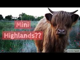 are mini highland cows a thing you