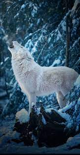 Wolf, animal, howling wolf, snow, white ...