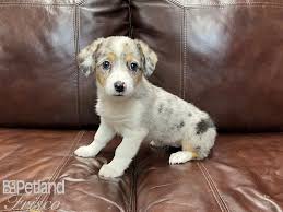 The breed is known for being alert, fun, intelligent, and outgoing. Auggie Dog Male Tri 2749722 Petland Frisco Tx