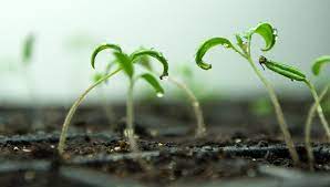 How To Start Seeds Germinating Seeds