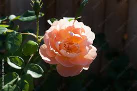 a peach garden rose also known by the