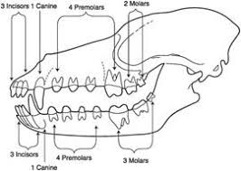 Diagram Of Dog Teeth Google Search Dog Teeth Dogs Teeth
