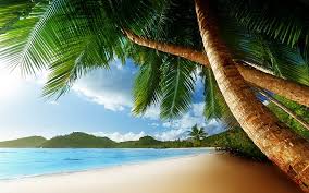 hd wallpaper tropical palm trees beach