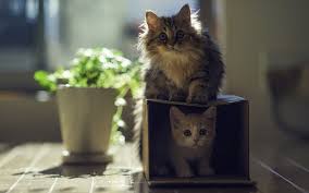cats kittens box 6968074