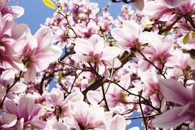 Magnolia spring nature flowers bloom tree pink plant magnolia blossom. The Complete Guide To Magnolia Trees Southern Living