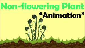 non flowering plants animation you