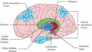 relay sensory information to the brain